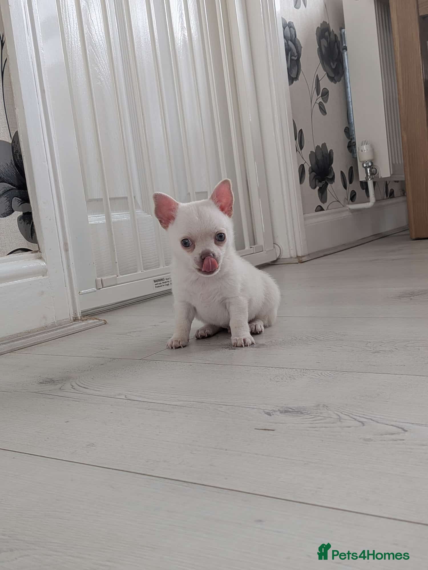 Chihuahua dogs White boy chihuahua  - Advert 2