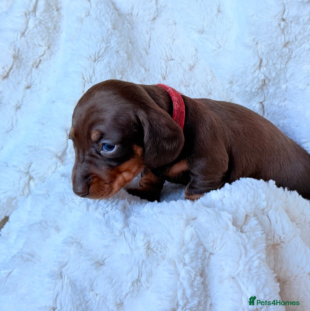 Miniature Dachshund dogs for sale: 🩵🩷✨ STUNNING MINIATURE DACHSHUND LITTER ✨🩷🩵 - Advert 21