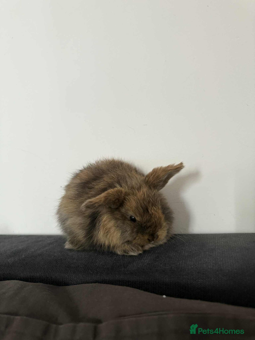 Mini Lop rabbits for sale: Mini Loop - Image 2