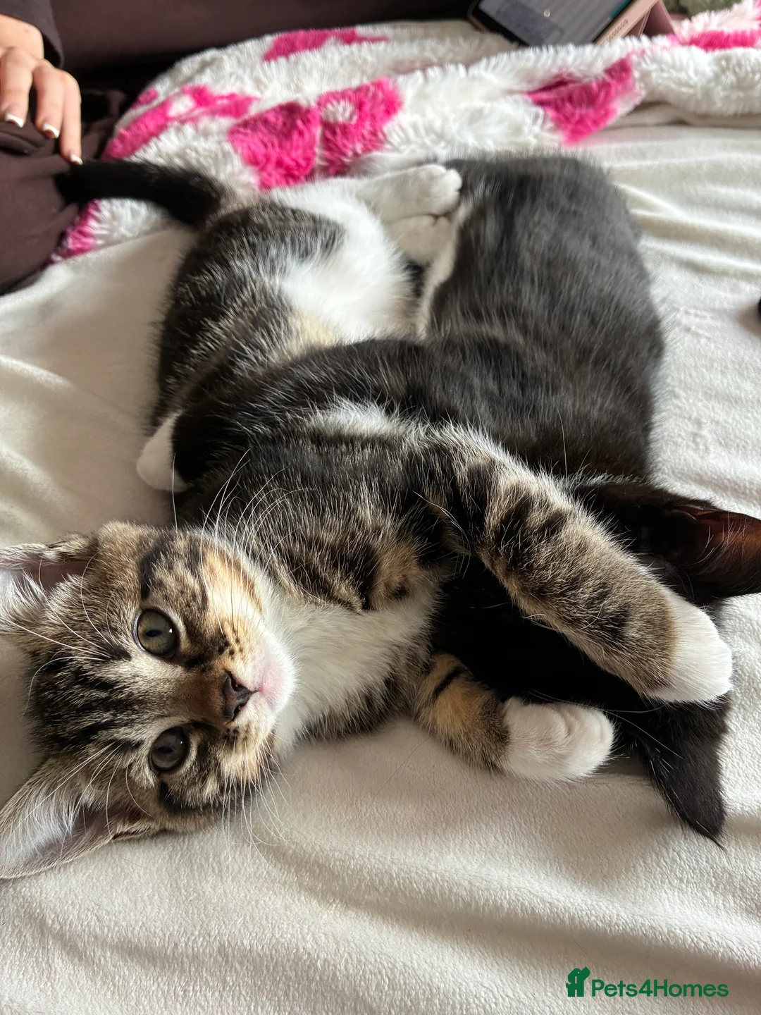 Mixed Breed cats for sale: Ragdoll cross kittens  - Advert 2