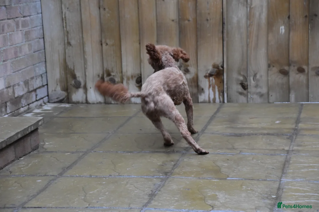Miniature Poodle dogs for sale: 21 Months Old Male Miniature Poodle - Advert 7