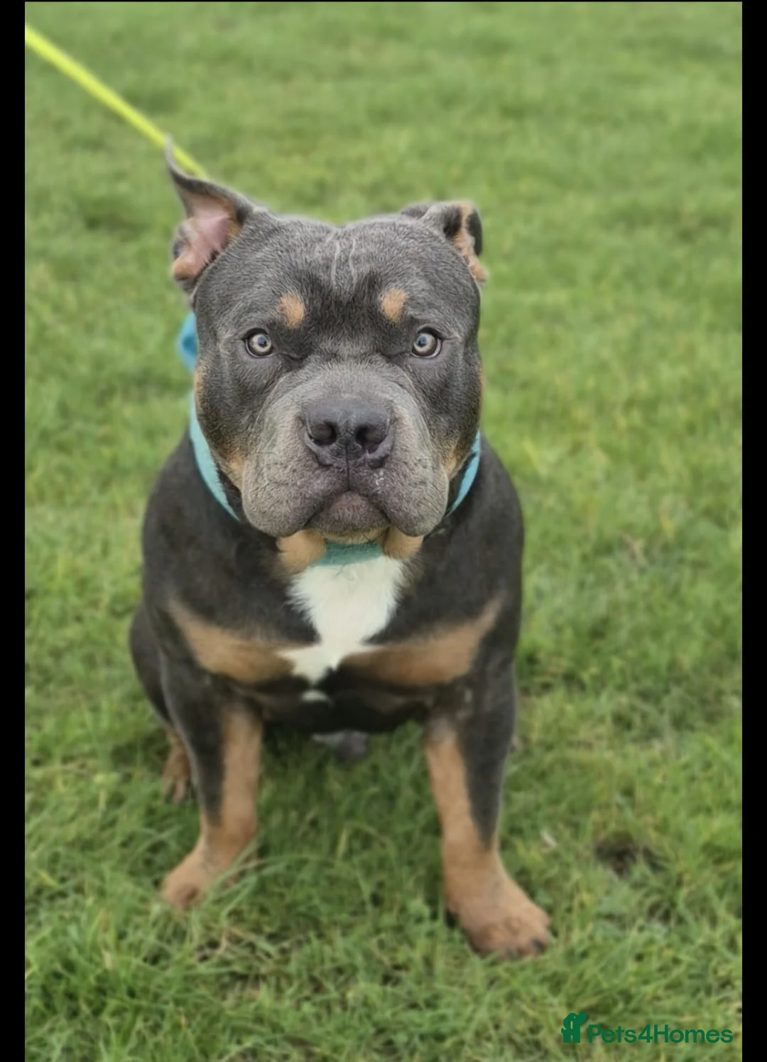 American Bully dogs for stud: Abkc blue tri pocket bully stud well proven - Advert 1