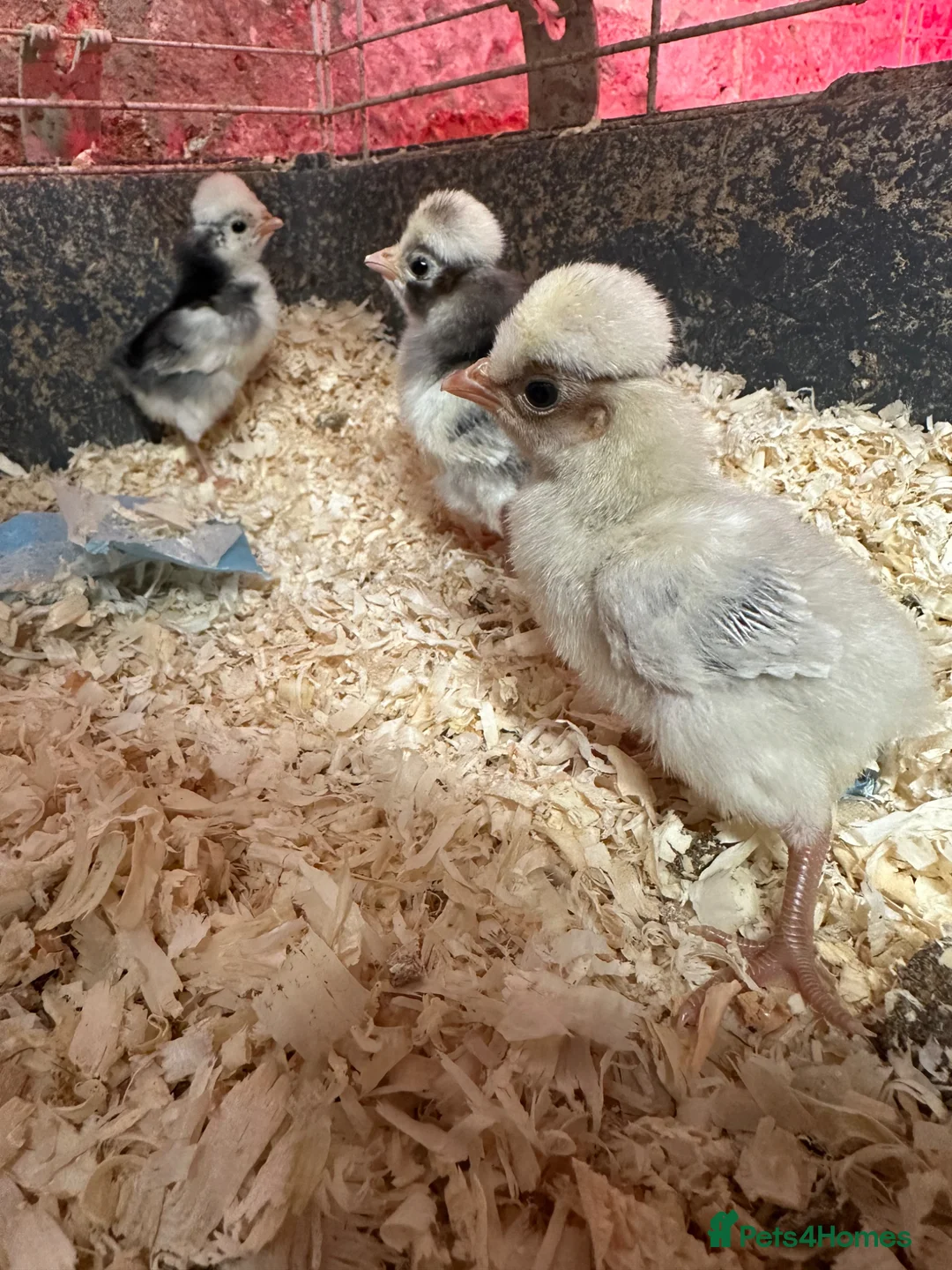 Chickens poultry for sale: Pekin polish chicks Unsexed pure breed  - Advert 1