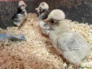 Chickens poultry Pekin polish chicks Unsexed pure breed - Advert 1