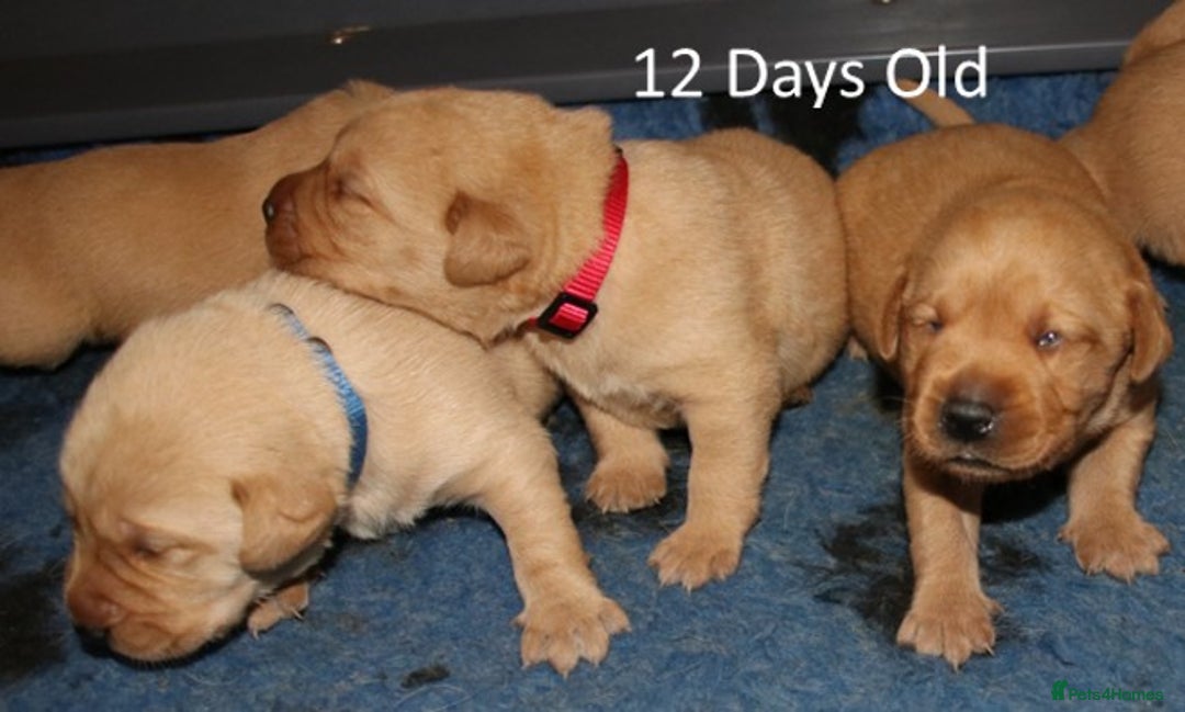 Labrador Retriever dogs for sale: Red Fox Labs : Health Checked-KC Reg-FTCH Pedigree - Image 9