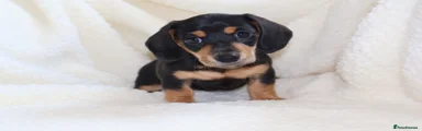 Miniature Dachshund 1