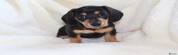 Miniature Dachshund dogs for sale: Miniature Dachshund  - Advert 18