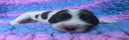 English Springer Spaniel dogs for sale: KC Homebred Health Tested Vet Social Pups 🩷 - Advert 21