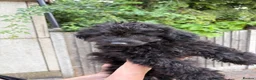 Toy Poodle dogs for sale: Asian Toy Poodle Puppies – Only 2 Available 🐩✨ - Advert 13