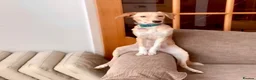 Mixed Breed dogs for adoption: Maple is ready for her forever family!  in Swindon - Advert 16