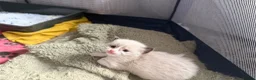 Ragdoll cats for sale: Ragdoll - Advert 6