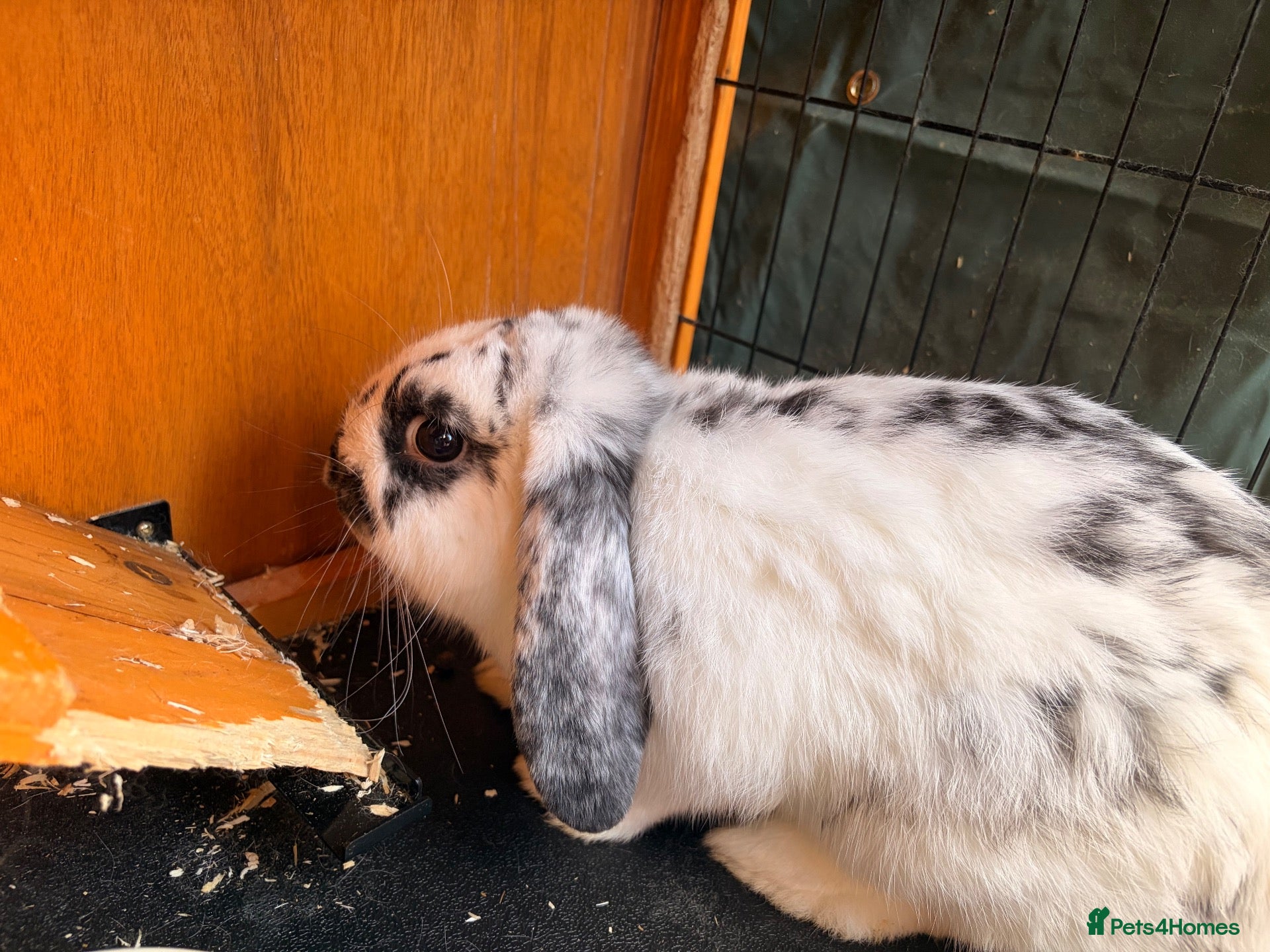 English Lop rabbits Rabbit - Advert 2