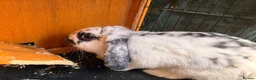 English Lop rabbits for sale: Rabbit - Advert 1