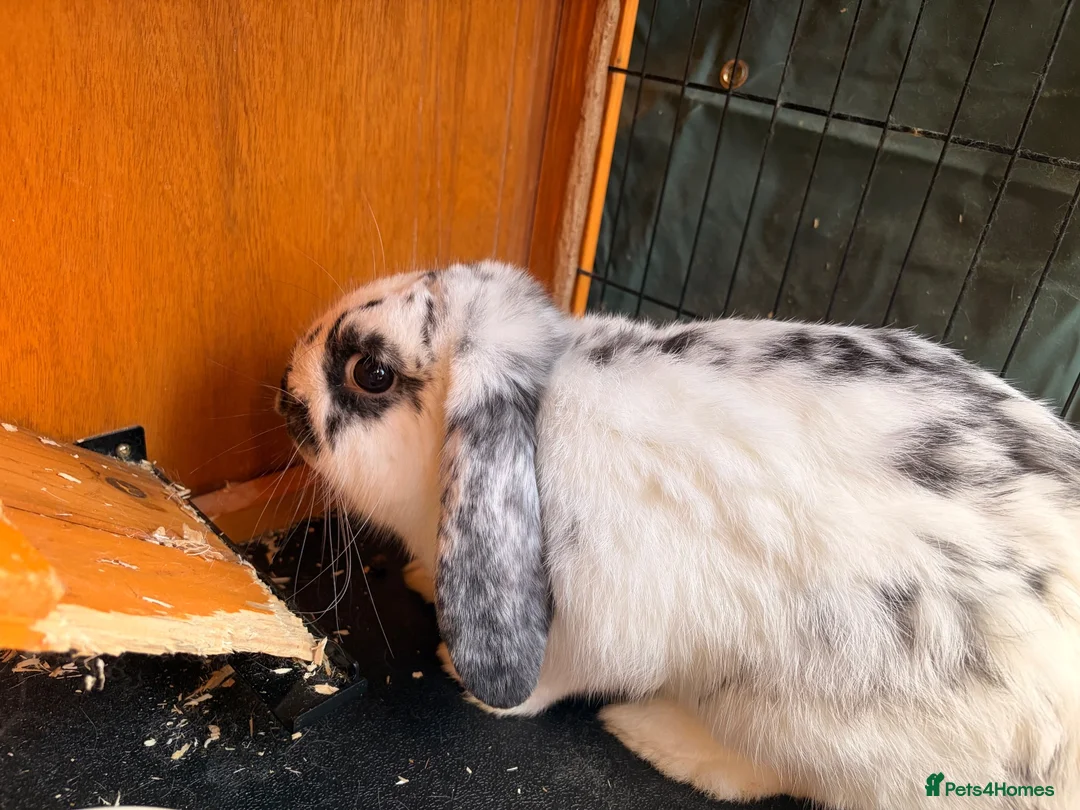 English Lop rabbits for sale: Rabbit - Advert 1
