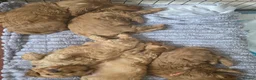 Cockapoo dogs for sale: 🐾Adorable Puppies Ready for Their Forever Homes🐾 in Ripley - Advert 11