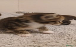 Mixed Breed cats for sale: Tabby kittens - Image 8