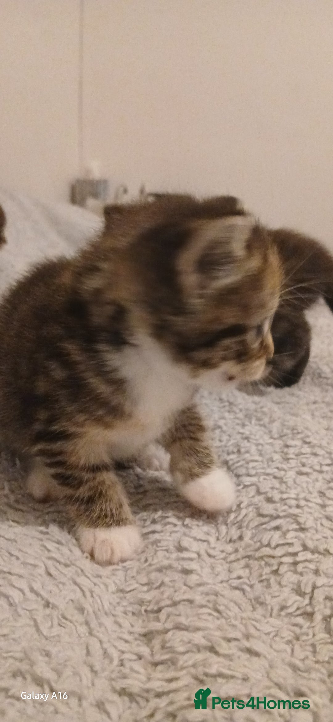 Mixed Breed cats for sale: Tabby kittens - Image 8