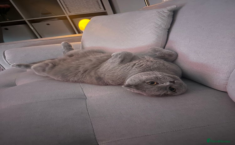 Scottish Fold cats - Advert 1