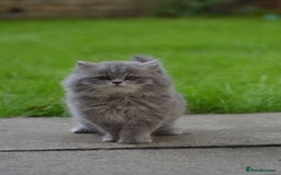 British Longhair cats for sale: TICA British Longhair Kittens  - Image 8