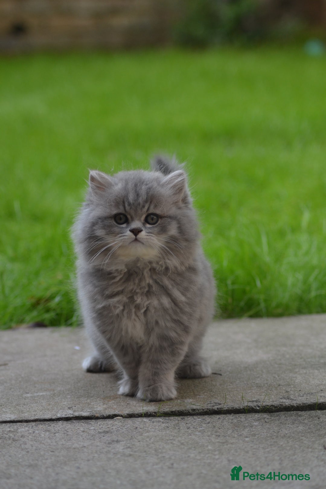 British Longhair cats for sale: TICA British Longhair Kittens  - Image 8