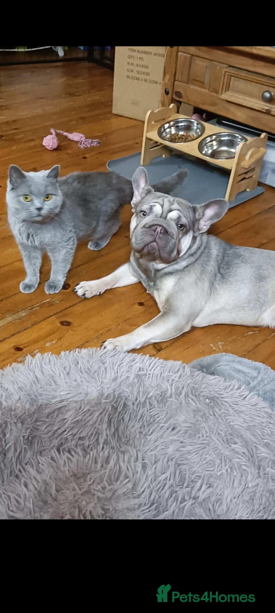 French Bulldog dogs for sale: French bulldog  - Advert 9