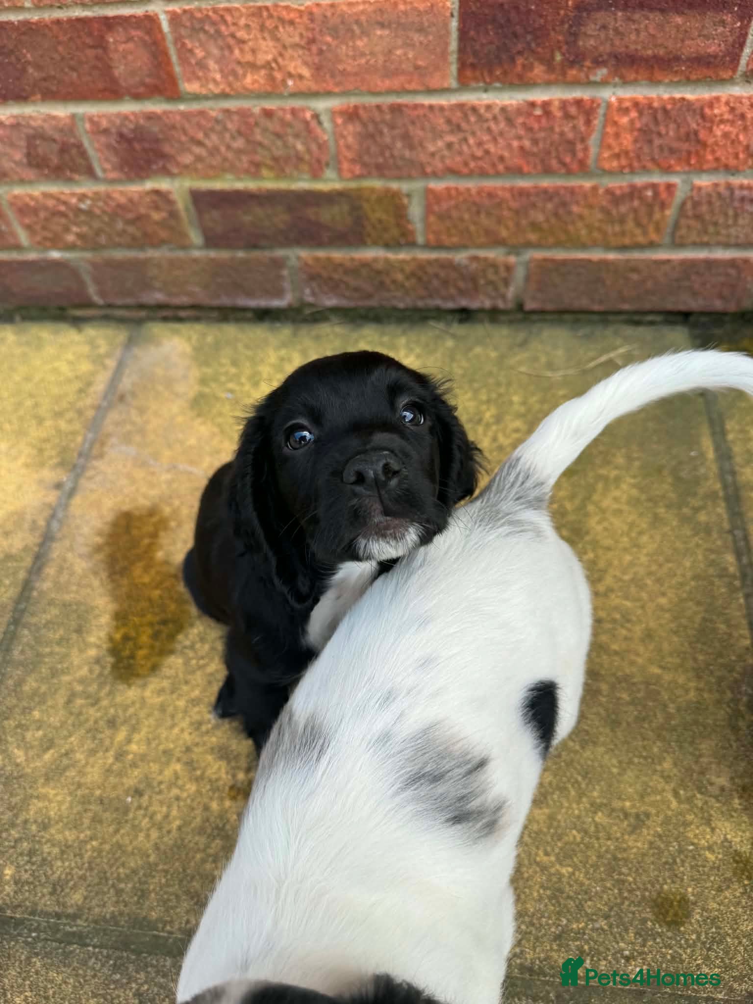 Cocker Spaniel dogs Ready to go🩵 2 cocker spaniel puppies - Advert 11