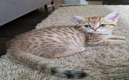 British Shorthair cats for sale: GCCF High Quality BritishShorthair last 2 left - Image 4