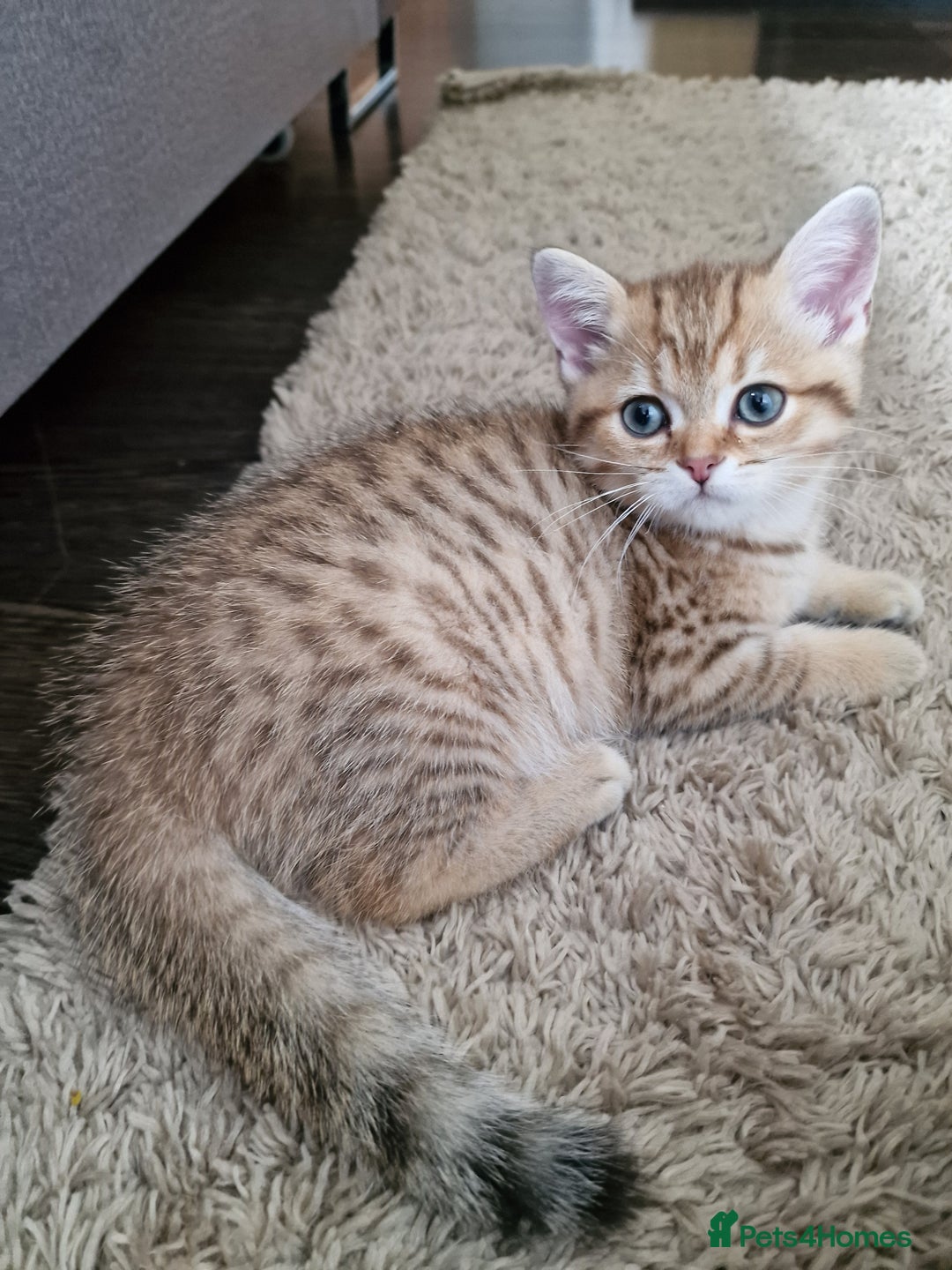 British Shorthair cats for sale: GCCF High Quality BritishShorthair last 2 left - Image 4