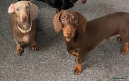 Dachshund dogs for sale: Miniature Dachshunds for re-homing - Image 3