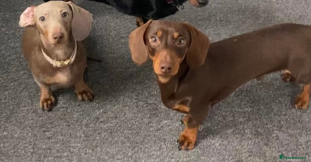 Dachshund dogs for sale: Miniature Dachshunds for re-homing - Image 3