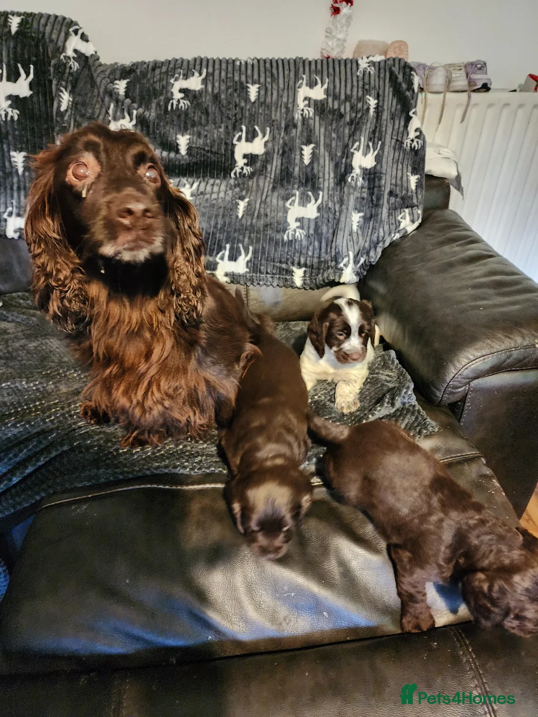 Sprocker dogs for sale: Sprocker pups - Advert 6
