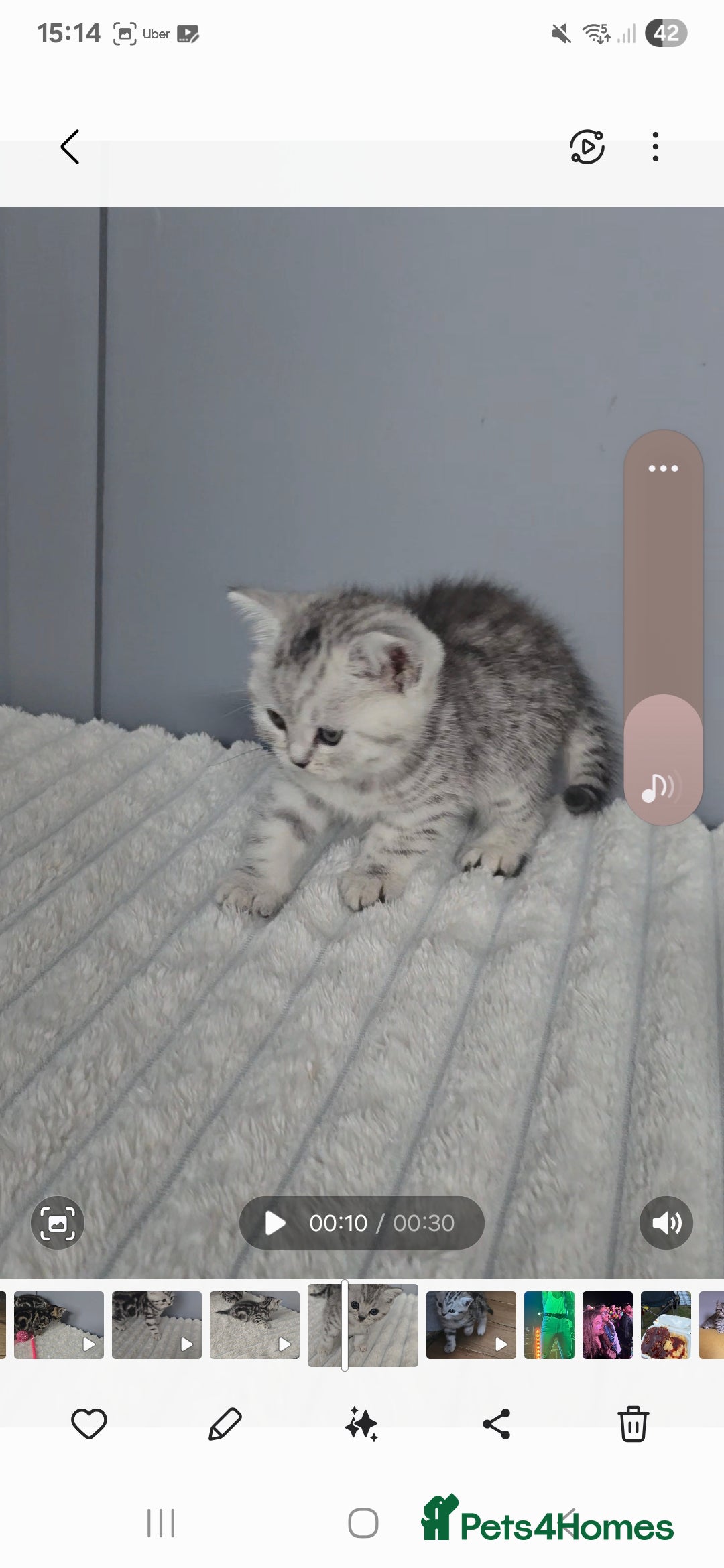 British Shorthair cats for sale: Beautiful gccf registered bsh kittens  - Image 16