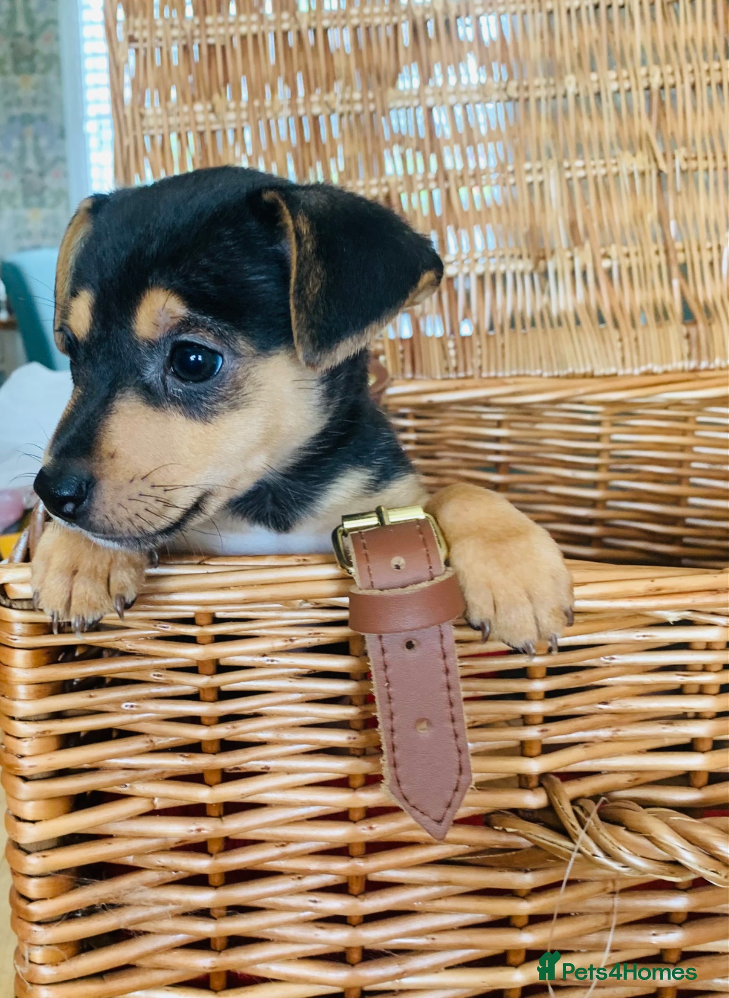 Jack Russell dogs for sale: Fabulous Jack Russell puppies  - Advert 7