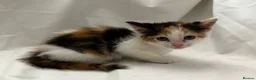 Mixed Breed cats for sale: Kittens for Sale in Neath - Advert 6