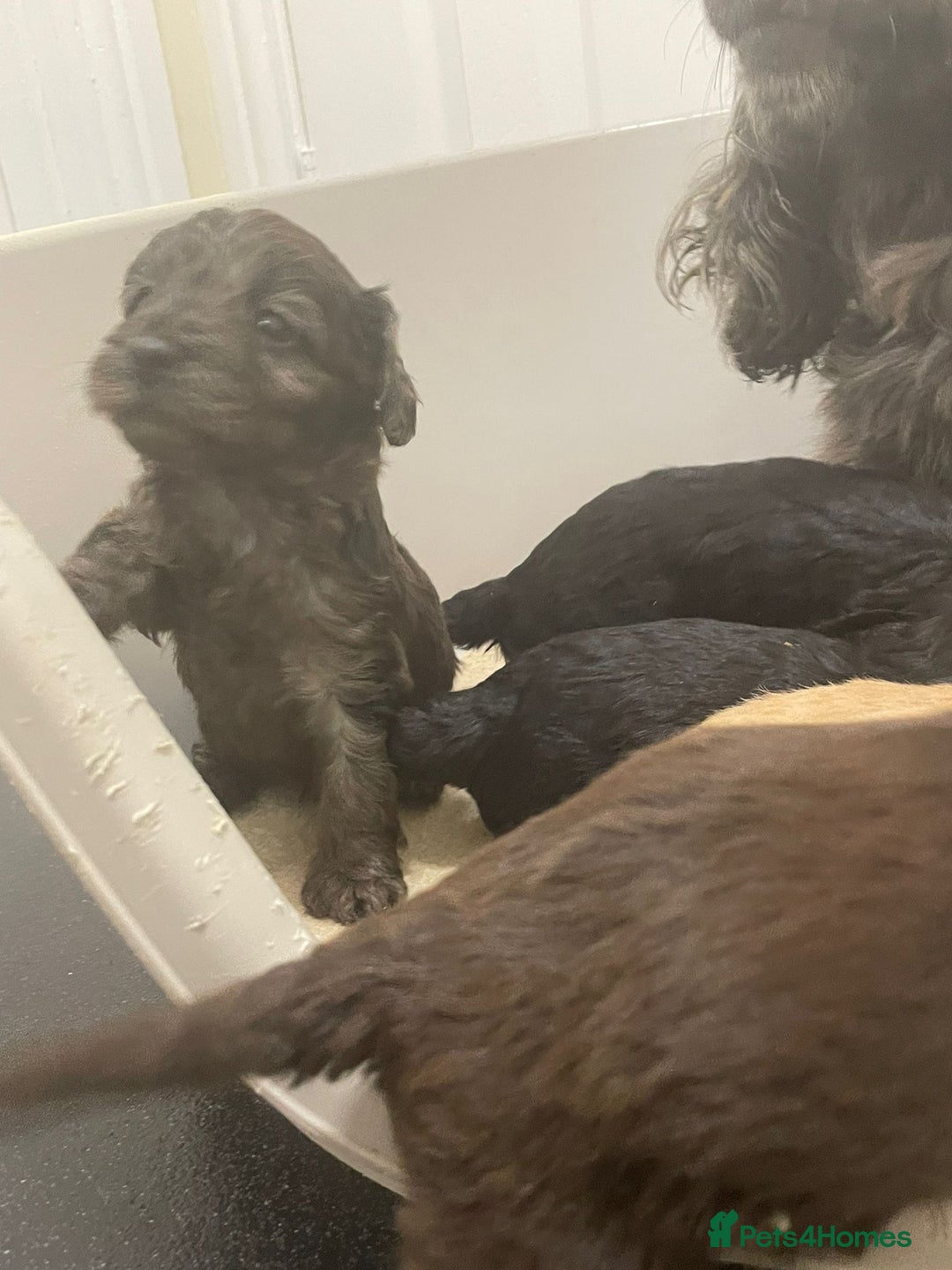 Cockapoo dogs for sale: F1 cockapoo p,a,r tested clear - Advert 26