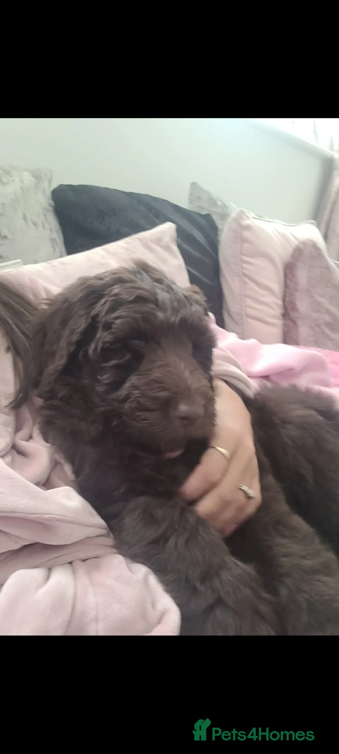 Newfypoo dogs for sale: Newfypoo girl - Advert 2