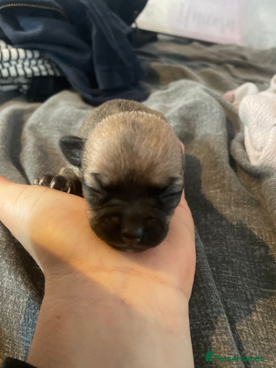 Chihuahua dogs for sale: Beautiful Teacup Chihuahua Puppies Available 16/12 - Image 5