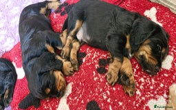 Cocker Spaniel dogs for sale: Cocker Spaniel puppies - Image 20