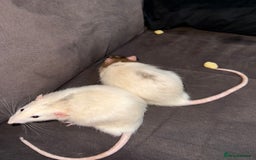 Rat rodents for sale: URGENT: two Male Rats Looking for new Forever Home - Image 8