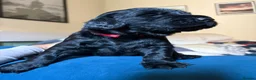Flat coated Retriever dogs for sale: Flat coat retriever puppies for sale - Advert 12