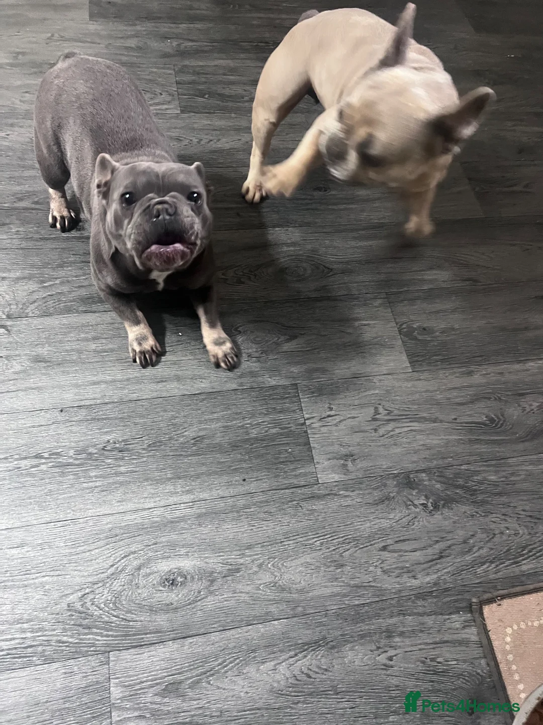 French Bulldog dogs for sale: French bulldog sister for re homing  - Advert 2