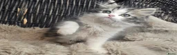 Persian cats for sale: Adorable Persian girl  - Advert 3