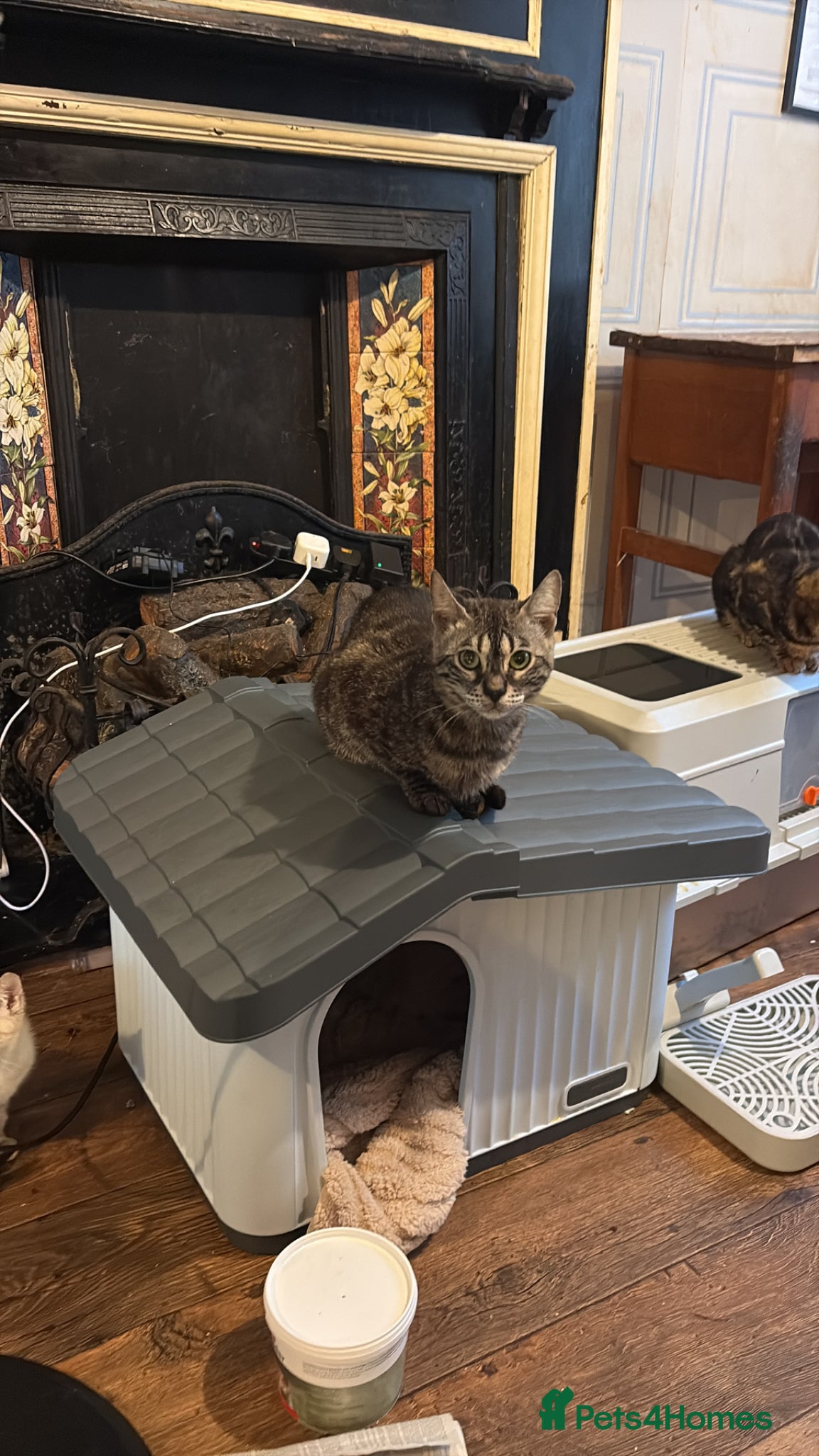 Bengal cats for sale: Bengal kittens pedigreed and registered - Advert 4