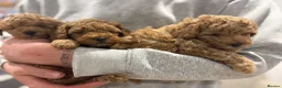 Toy Poodle dogs for sale: Beautiful toy poodle puppy bitch available  - Advert 19
