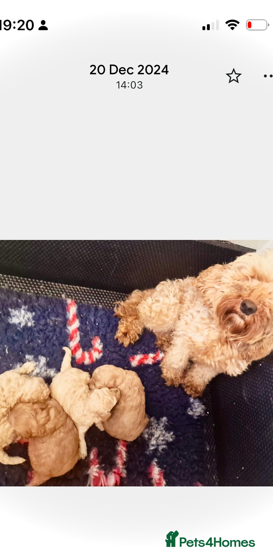 Cavapoochon dogs for sale: QUALITY TEDDY CAVAPOOCHONS - Advert 6