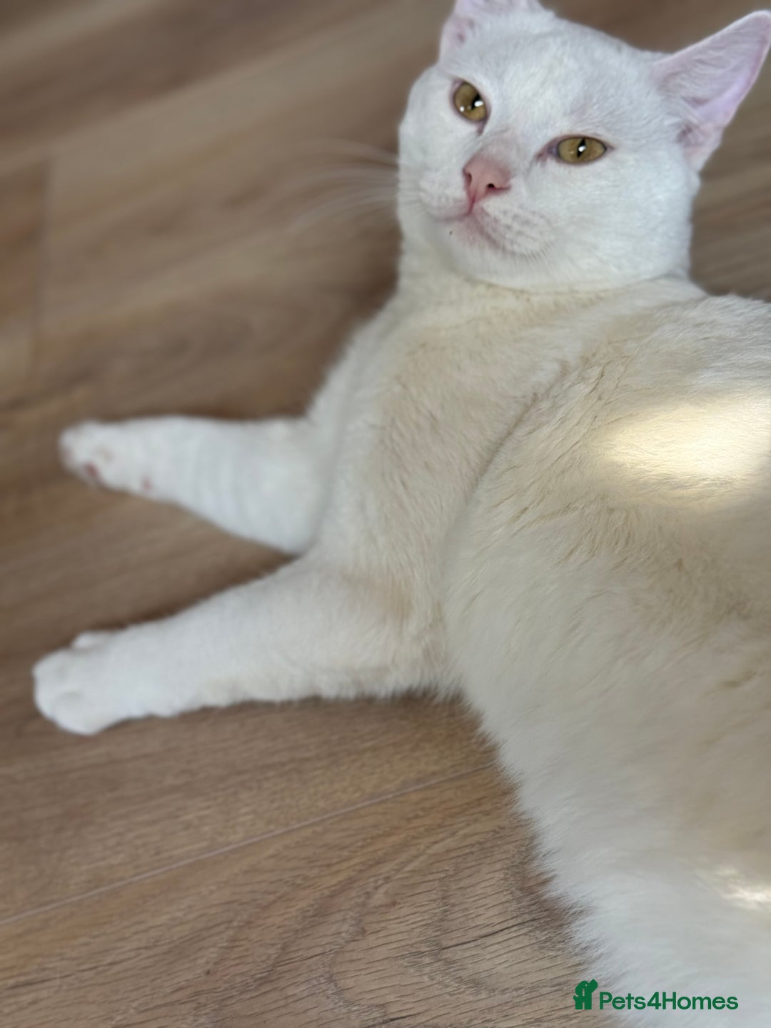 American Shorthair cats for sale: Beautiful 1-Year-Old Full White Male Cat  - Image 9