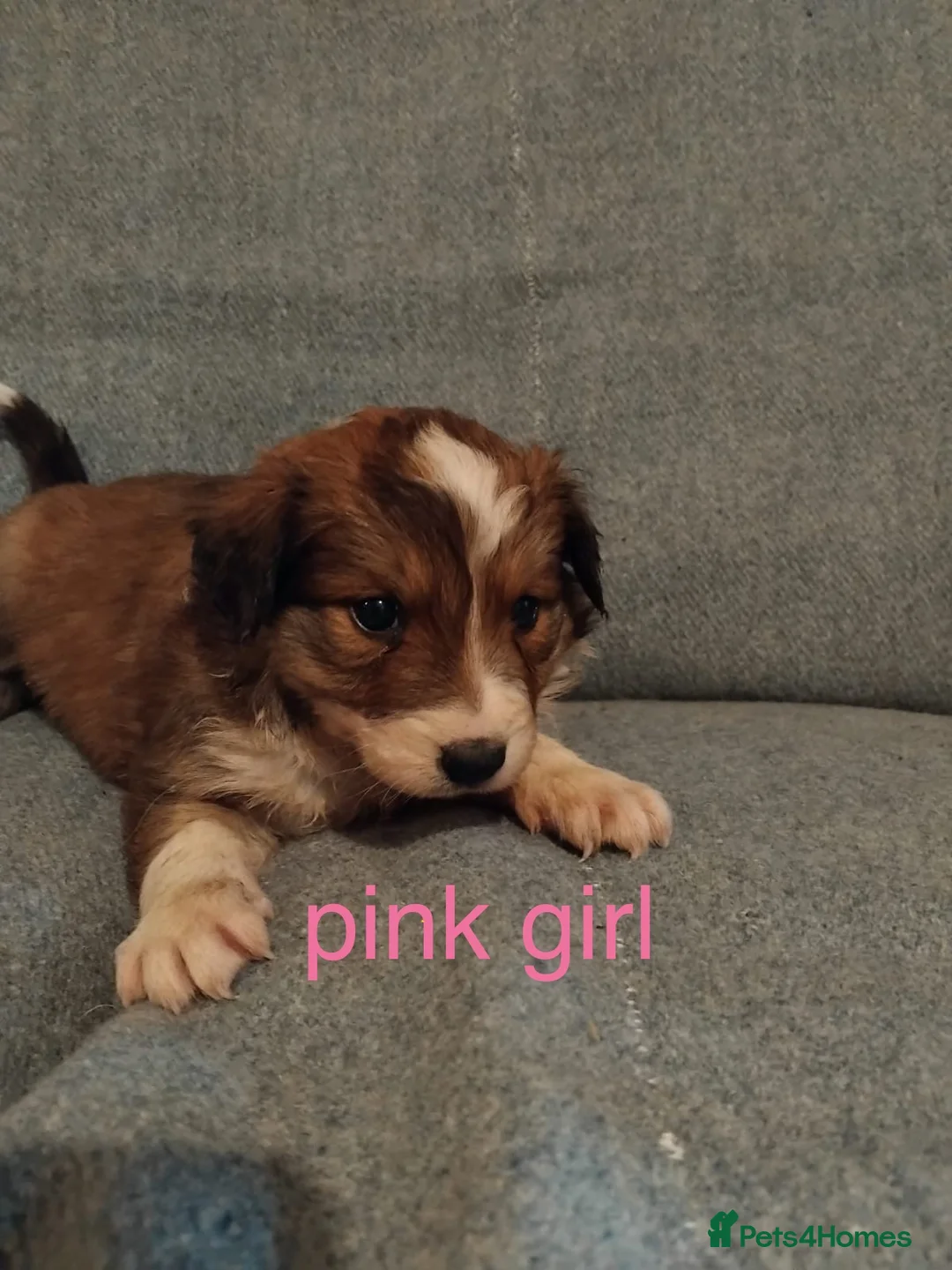 Welsh Collie dogs for sale: Pure rare Welsh red/liver/sable sheepdog pups - Advert 5