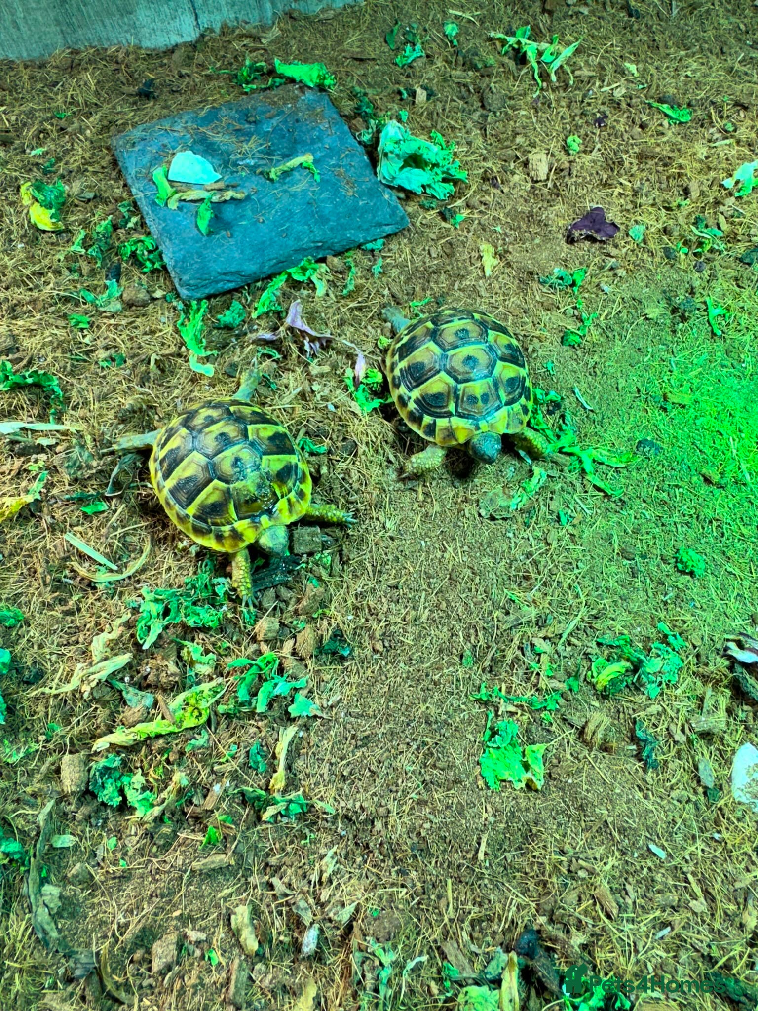 Tortoise reptiles Hermanns tortoise - Advert 2