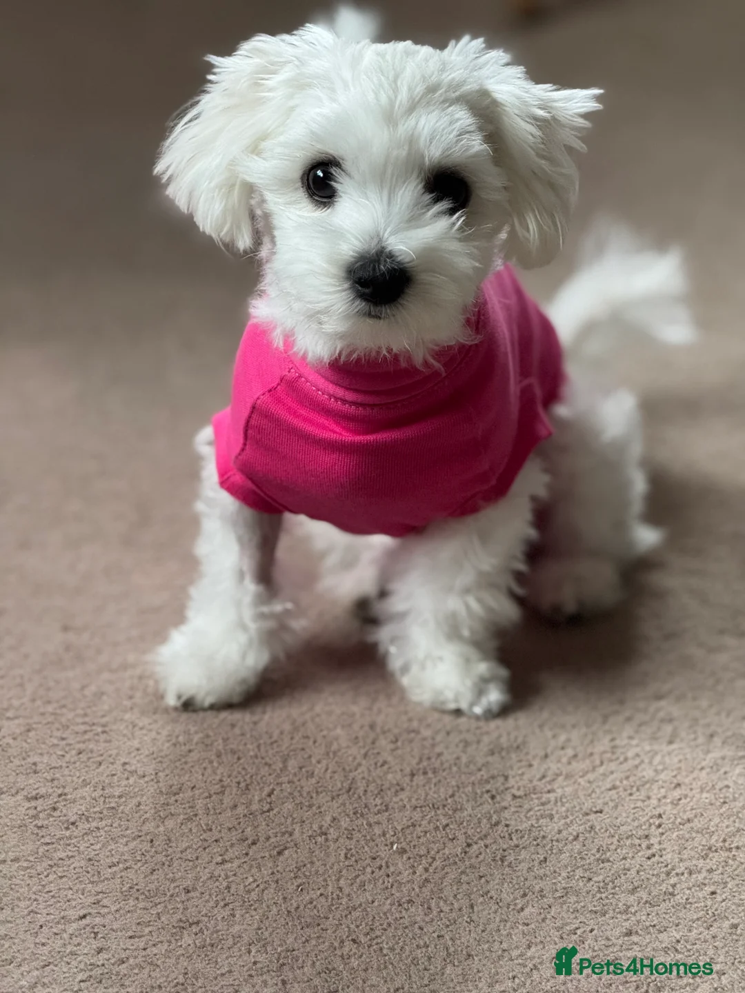 Maltese dogs for sale: Lily - 5 generation KC registered Maltese - Advert 9