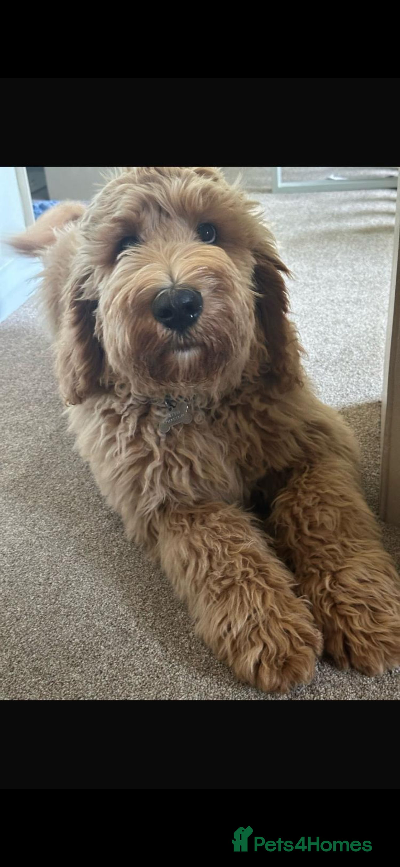 Mixed Breed dogs F1B STANDARD PRA CLEAR STBERNADOODLE - Advert 1